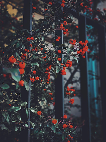Nature, Leaves, Berries, Branches, Red Berries HD phone wallpaper