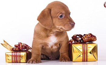 Dog, sweet, pay, dogs, puppies, cute, beautiful, beauty, playful, playful dog, puppy, dog face, pretty, animals, face, bubbles, lovely HD wallpaper