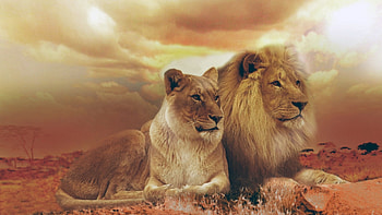Beautiful King and Queen, mane, sky, wild, lions HD wallpaper