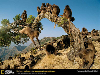 Gelada Monkeys, primates, animals, monkeys HD wallpaper