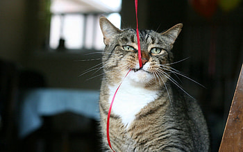 Animals, Cats, Playful, Thread, Home, Domestic HD wallpaper