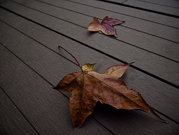 Leaves, Macro, Floor HD wallpaper