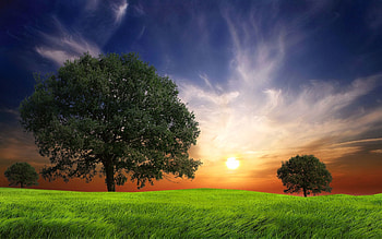 Nature, Trees, Grass, Field, Evening, Wind HD wallpaper