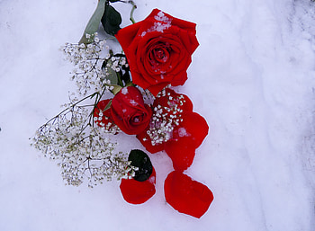 Rosey Winter, Roses, Winter, graphy, Snow, Nature HD wallpaper