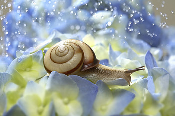 Freshwater Snail, animal, shell, snail, freshwater HD wallpaper
