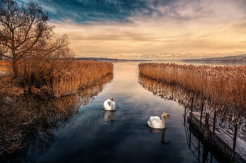 Beautiful Day, landscape, river, swan, nature HD wallpaper