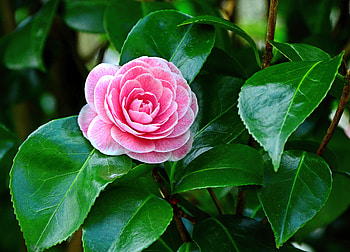 Camelia flower, summer, leaves, flower, exotic, scent, beautiful, fragrance, camelia HD wallpaper