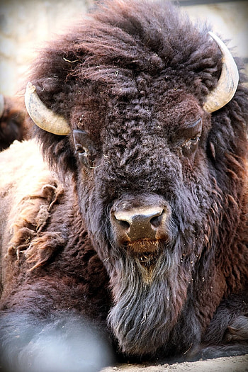Majestic buffalo presence, Bison beauty, Mighty wilderness, Animal grace HD phone wallpaper