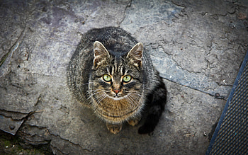 Animals, Cat, Striped, Sight, Opinion, Kind HD wallpaper