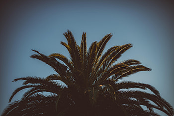 Nature, Sky, Leaves, Wood, Tree, Palm, Branches HD wallpaper