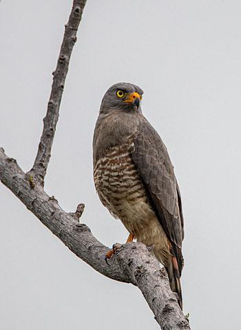 Falcon, Animals, Bird, Branch, Predator HD phone wallpaper