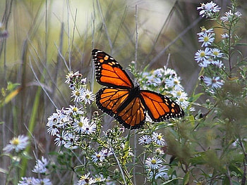 Spread your wings, white, black, butterfly, spread wings, orange, forest, white flowers HD wallpaper