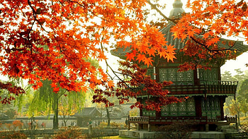 Korea, Korean autumn backgrounds, Top HD wallpaper