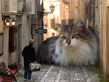 Giant Cat, cool HD wallpaper