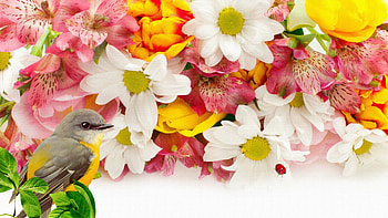 First to Bloom, bird, firefox persona, tulips, spring, lily, daisies, summer, daisy, lilies HD wallpaper
