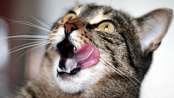 Animals, Cat, Muzzle, Striped, Lick Your Lips, Licking, Waiting, Expectation HD wallpaper
