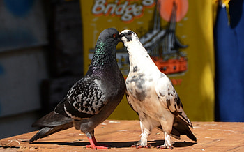 Doves, white, black, dove, bird, yellow, kiss HD wallpaper