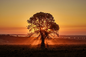 Nature, Sunset, Wood, Beams, Rays, Tree, Sunlight HD wallpaper