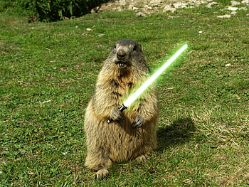Funny, Animals, Rodents HD wallpaper
