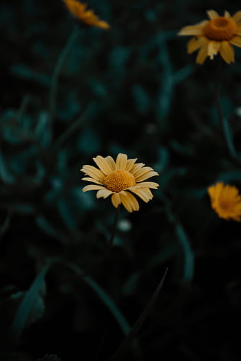 Close-up of a vibrant yellow daisy flower with a dark green blurred background, capturing a serene mood. HD phone wallpaper