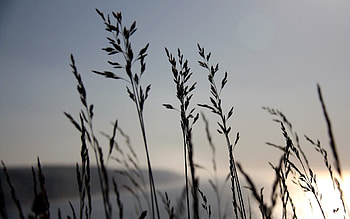 Nature, Grass, Sky, Night, Grey, Wind HD wallpaper