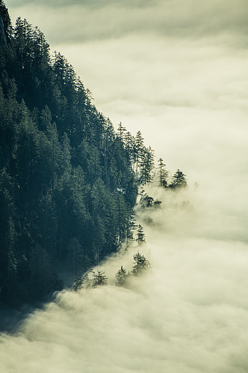 Nature, Trees, Clouds, Forest, Fog HD phone wallpaper