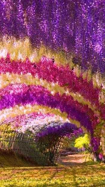 Rainbow, flower nature, japan HD phone wallpaper