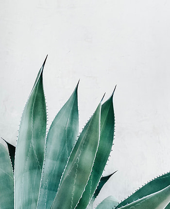 Leaves, Plant, Macro, Succulent, Aloe HD phone wallpaper