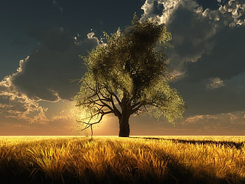Alone with storm, summer, scenic, clouds, sky, sun, tree HD wallpaper