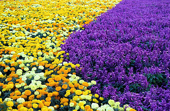 Flowers, Pattern, Flower Bed, Flowerbed, Velvet, Barhotki, Salvia HD wallpaper