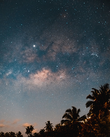 Trees, Night, Palms, Dark, Starry Sky HD phone wallpaper
