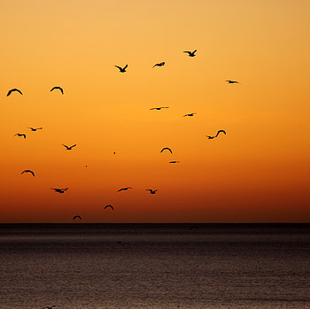 Birds, Sunset, Sea, Horizon, Dark HD wallpaper