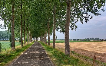 Avenue in Holland, fields, trees, alley, avenue, Netherlands HD wallpaper