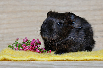 Animals, Guinea Pig, Rodent HD wallpaper