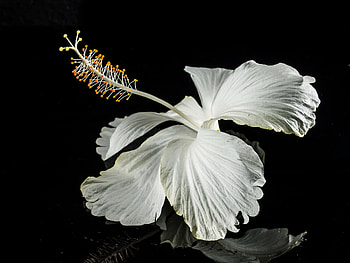 Hibiscus, Hibiscus, Closeup, Flower, Black and white HD wallpaper
