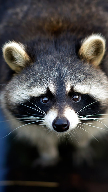 Fascinating raccoon, Admired animal, Nature's marvel, Wildlife beauty HD phone wallpaper