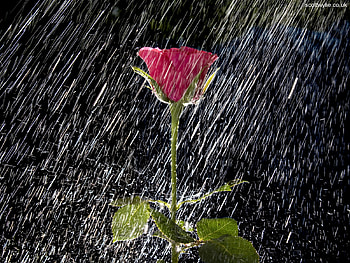 Drenched-rose, cool HD wallpaper