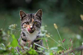 Animals, Grass, Cat, Lick Your Lips, Licking HD wallpaper