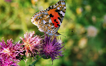 Butterflies, Flowers, Insects HD wallpaper