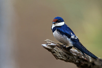 *** Bird ***, animal, birds, bird, animals HD wallpaper
