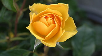 A detailed macro shot of a yellow rose in full bloom showcasing delicate petals. HD wallpaper