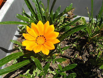 YELLOW GAZANIA, FLOWER, YELLOW, GAZANIA HD wallpaper