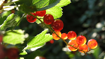 Red currant, Eyecandy, XFCE HD wallpaper