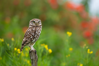 Owl, animal, fly, look HD wallpaper