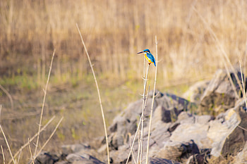 Animals, Bird, Multicolored, Motley, Branch, Wildlife, Kingfisher HD wallpaper