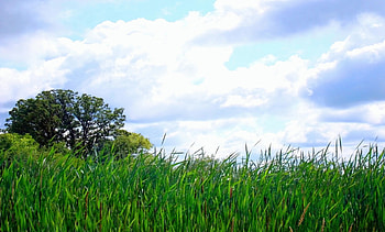 Summer sky , summer, cattails, clouds, sky, graph HD wallpaper