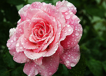 Rose, flowers, roses HD wallpaper