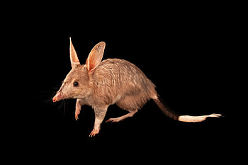 Macrotis (Bilby), Joel Sartore wildlife graphy, Greater bilby portrait, Ani051 00244 HD wallpaper