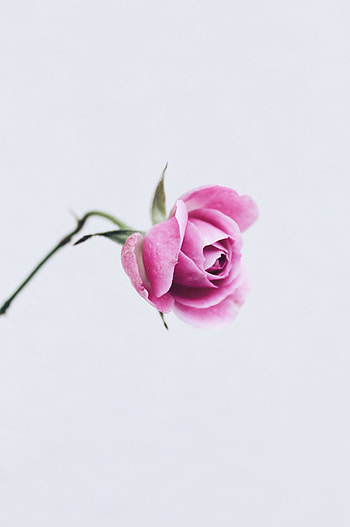 Flowers, Pink, Flower, Rose Flower, Rose, Minimalism, Close-Up HD phone wallpaper