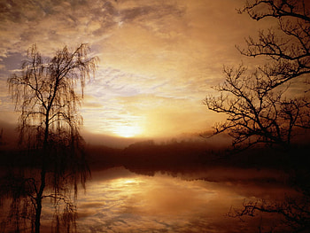 Nature, Trees, Dawn, Lake, Fog, Morning, Outlines HD wallpaper